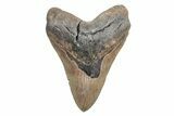 Huge, Fossil Megalodon Tooth - North Carolina #219982-1